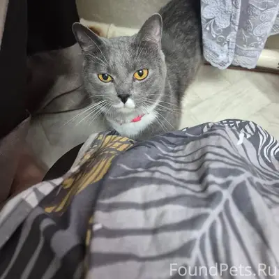 Пропал кот, без указания места
