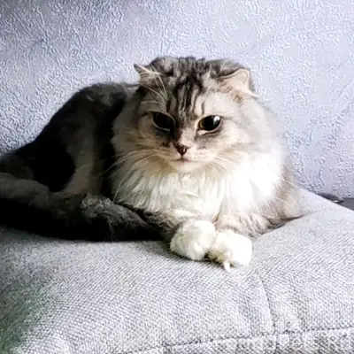 Пропала кошка Мася, район ул. Герцена