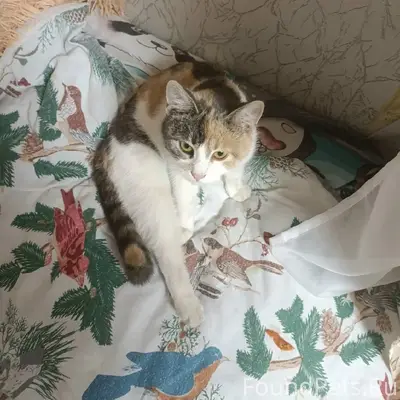 Пропала кошка, ул. Октябрьская
