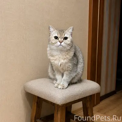 Пропала шотландская кошка Грейси, ул. Карла Маркса