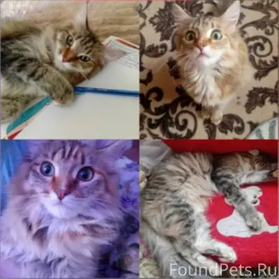 Пропала кошка, г. Карабаш