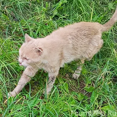 Найден кот Персик
