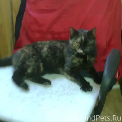 Пропала кошка Кицуня, Южный вокзал, Таврида