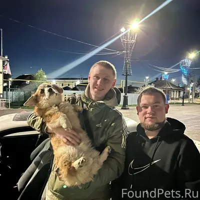 Пропала корги Булка, район скейт парка