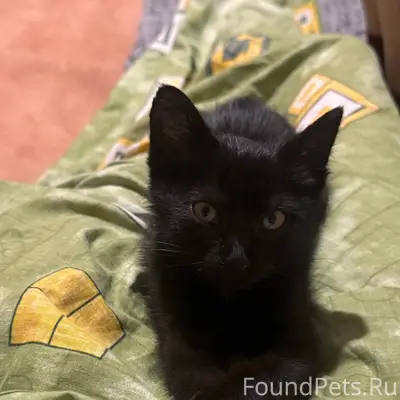 Пропал черный котенок, рядом с улицей Ленина