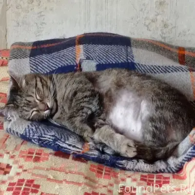 Пропала кошка Муся, Екатеринбург, Центр