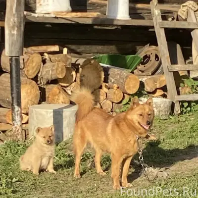 Пропала собака, Новобелокатай