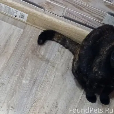 Пропала кошка, улица Октябрьская и Школьная