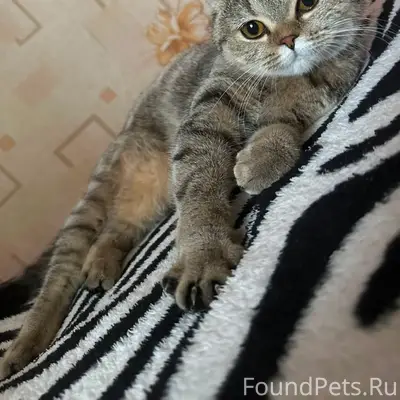 Пропала кошка Джесси, улица 1 Мая