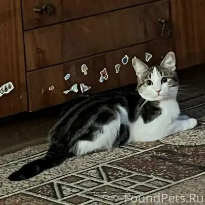 Пропал кот, Воронеж, Левобережный район