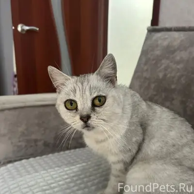 Найдена кошка, 