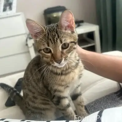 Пропала кошка, без местоположения