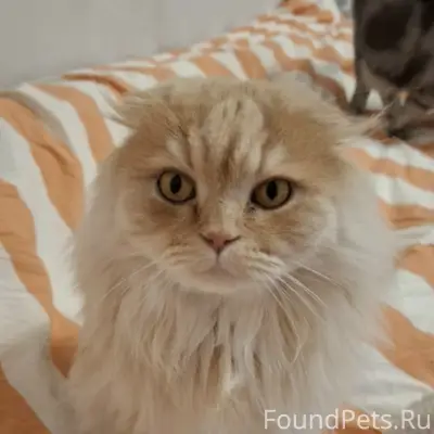 Пропал кот Персик, район Райсоюза