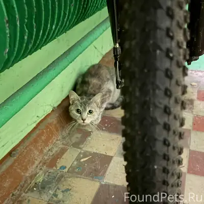 Найдена кошка, Победы 32а