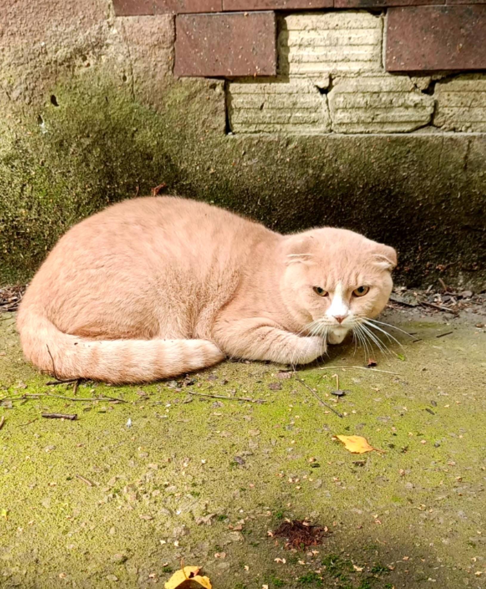 Найден кот, Красное Село