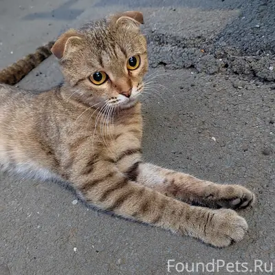 Найдена вислоухая кошка, ул. Пролетарская