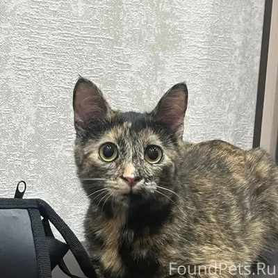 Пропала кошка Лина, 6 микрорайон