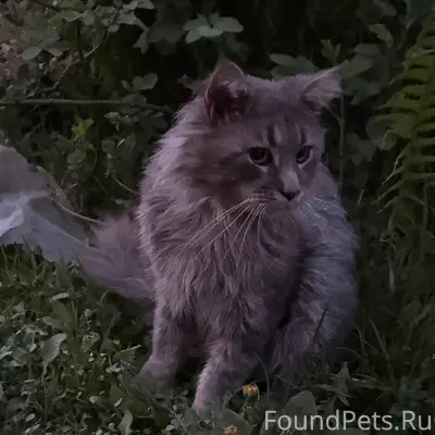 Пропал кот Тимка, Плеханова