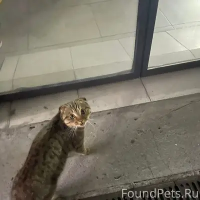 Пропал породистый котёнок, Ковров