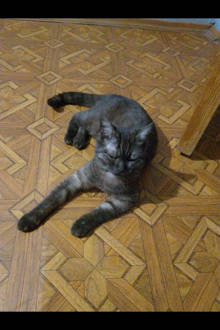 Пропала кошка, дачи, 4 остановка