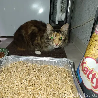 Найдена кошка, район церкви