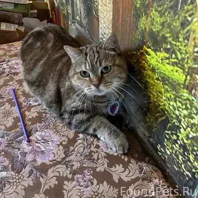 Пропала кошка Маркиза, г. Богородск