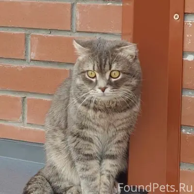 Пропал шотландский вислоухий Ося, у Карпового пруда