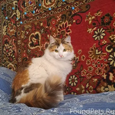 Пропала кошка Луна, посёлок Силикатный
