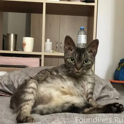 Пропал КОТ