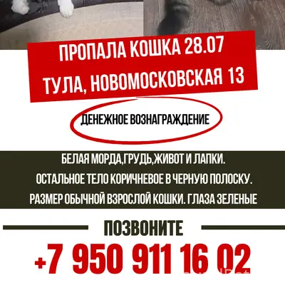 ‼️Пожалуйста, помогите найти кошку. Она очень домашняя и просто не выживет на улице.‼️ г.Тула, Новомосковская 13.  +79509111602 +79955600916
