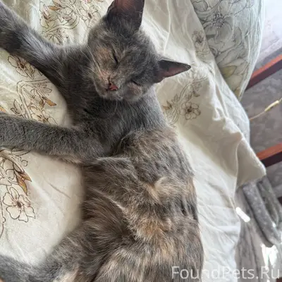 Пропала кошка,