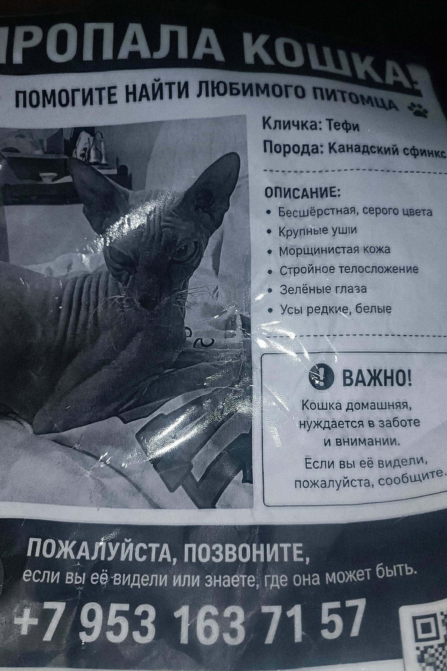 Пропала кошка Стефани, Красная горка