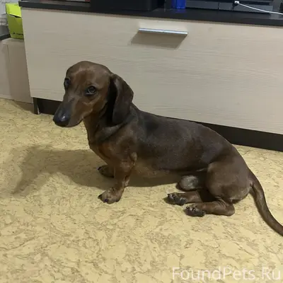 Нашли собаку