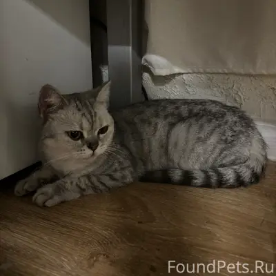 Найдена кошка, серый пятнистый окрас, Екатеринбург