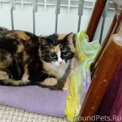 Пропала трехцветная кошка Руся, Балаклава