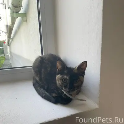 Найдена кошка с ошейником, Иоанна Снычева