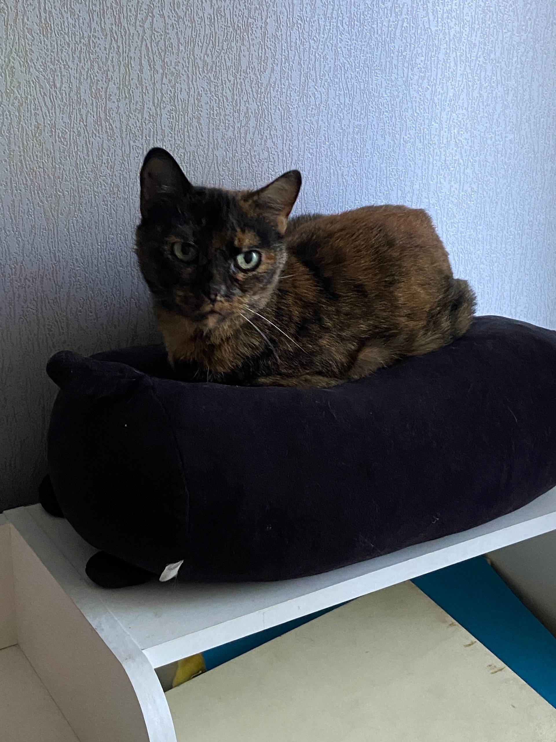 Пропала кошка Кошка, район Коммунальная