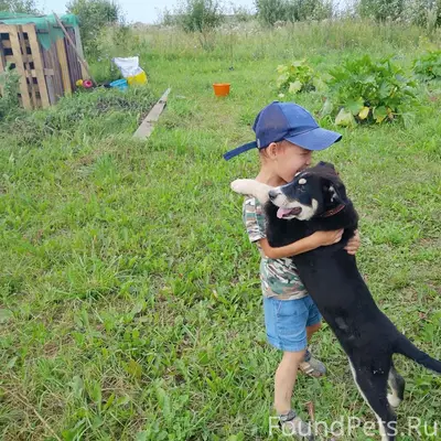 Пропала чёрно-белая собака, без клички