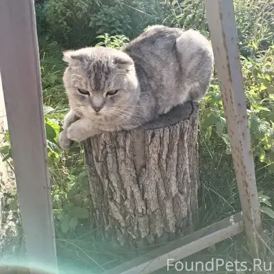 Пропал кот Гоша, р-н Наримановская-Гая-Ташкентская