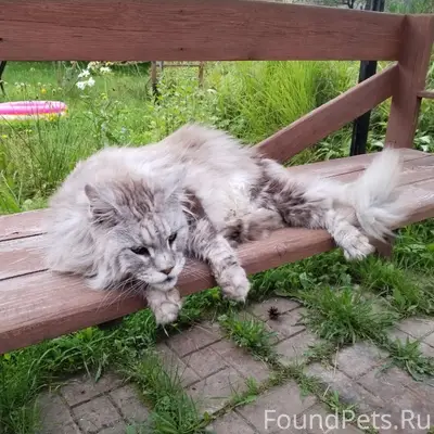Найден кот, снт Апраксин