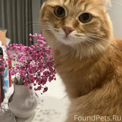 Пропала кошка Йока, Газетная, 38