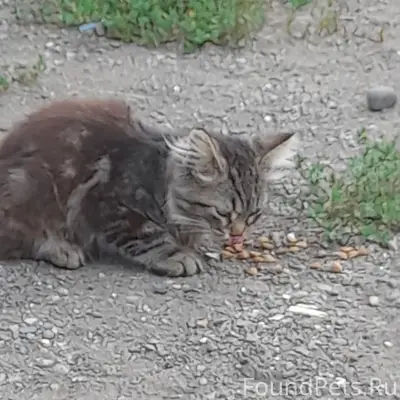Найден котёнок, Володарского 101