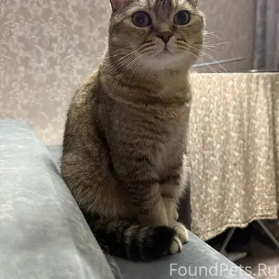 Пропал британский кот Персей, район 1 Афанасьева
