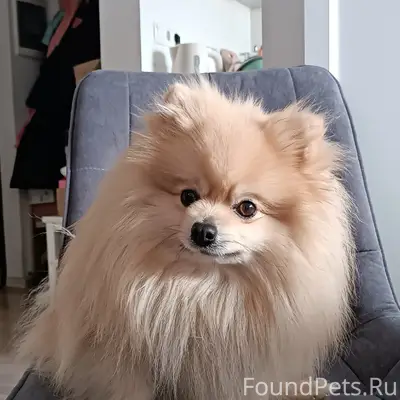Пропал шпиц Персик, район Шагола