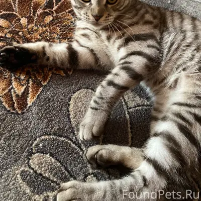 Пропал кот Максик, улица 8 Марта