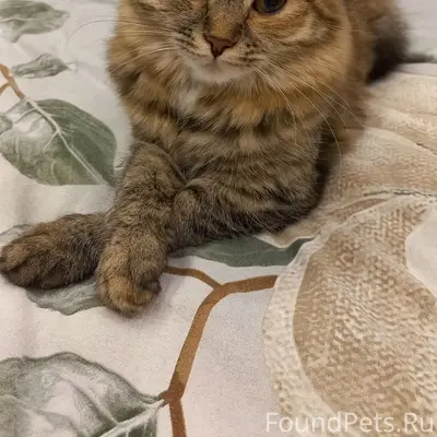 Пропала кошка Бася, мкр Молодёжный