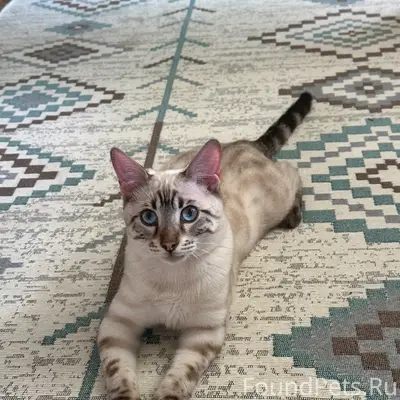 Пропал кот Лео, Энгельс
