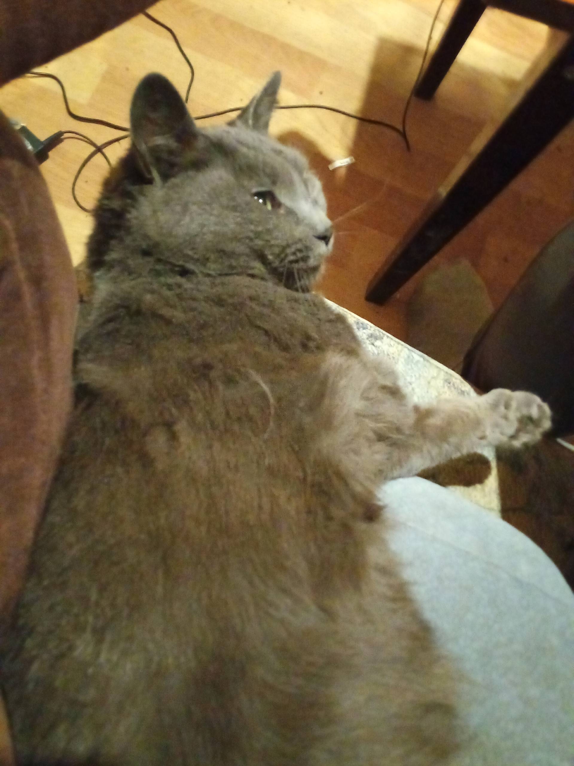 Пропала кошка, серая, Трудовые Резервы
