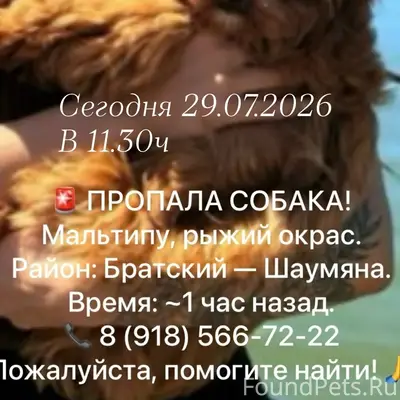 Пропала мальтипу, район Братского — Шаумяна