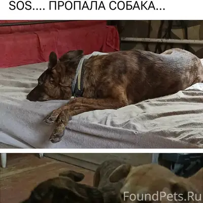 Пропала собака Шока / Шоколадка, Иловлинский район
